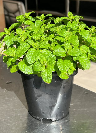 Potted Mint Seeds