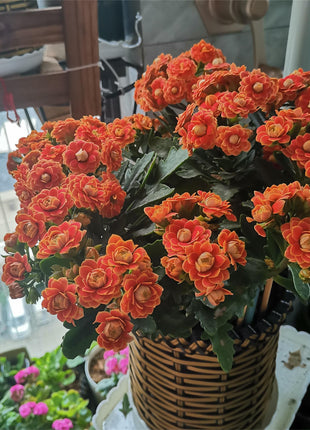 🌺Golden Fox Longevity Flower Seeds—Health And Longevity