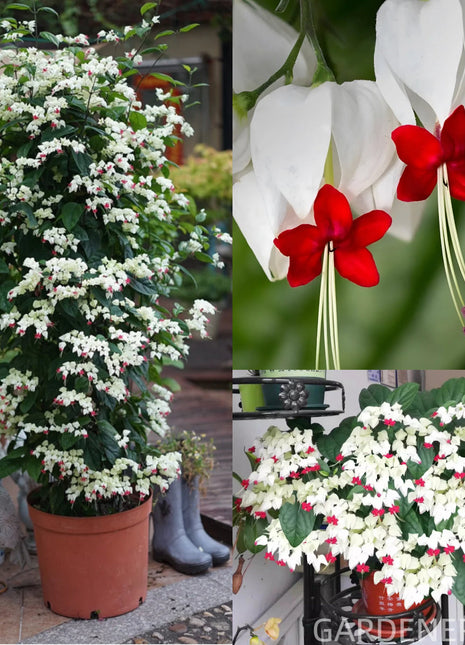 🌼Bleeding Heart Vine Pot Seeds