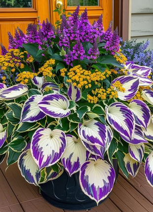 Caladium (Caladium 'Moonlight')