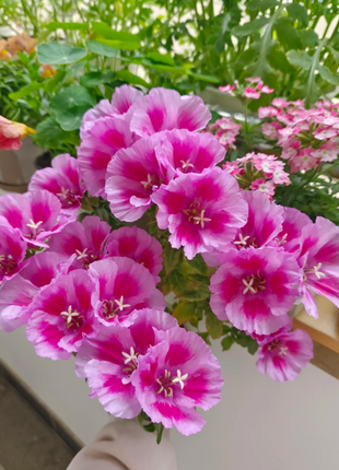 Clarkia amoena, Farewell-to-Spring