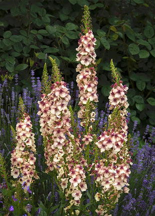 Verbascum Southern Charm Mixed