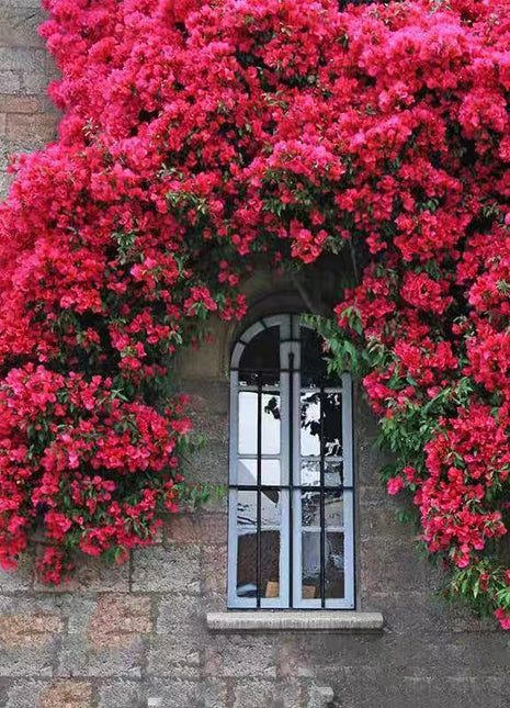 Rosa Banksiae Aiton Seeds