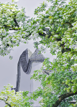 White Fringe Tree-April Snow