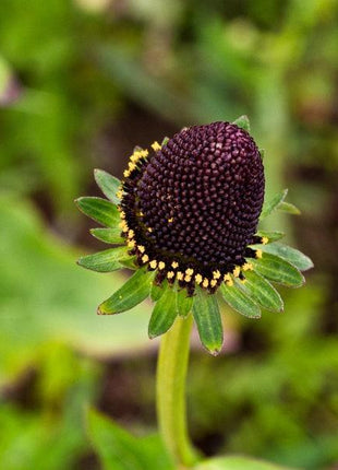 WESTERN CONEFLOWER Rudbeckia Occidentalis Green Wizard aka Rayless Naked Chocolate Black Flower Herb Seeds