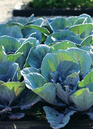 Cabbage Early Thunder F1