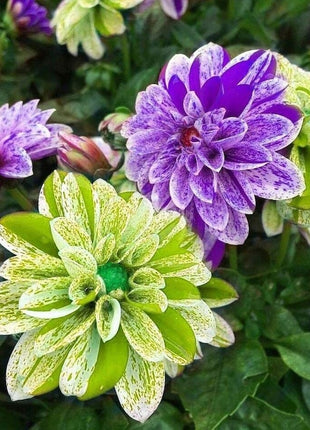 Dahlia Double Mix Rainbow Colour Decorate Your Garden