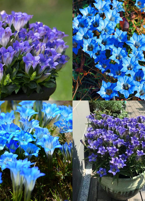 💙Plateau Elf Gentiana - Heart Of The Ocean💦