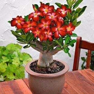 2 Pcs Rainbow Desert Rose Seeds