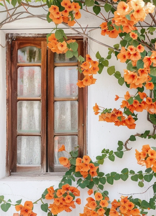 🧡Campsis Creeper - The First Choice In Summer
