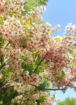 Xanthoceras Sorbifolia Flower🌺Flowers Bloom And Good Luck Comes