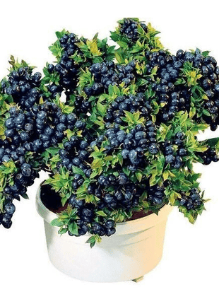 Giant Blueberry Fruit Seeds (20 Seeds a Pack)