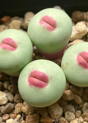 500pcs Red Lip Succulent Seeds – Uncommon Succulent Variety for Collectors & Garden Lovers