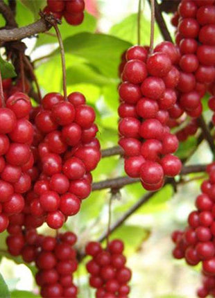 Egrow 50Pcs（100Pcs）/Pack Schisandra Seeds Chinese Magnolia Vine Edible Garden Fruit Tree Seed DIY Plants