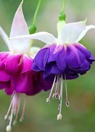 Fuchsia Hybrida Voss Seeds The fairy flower