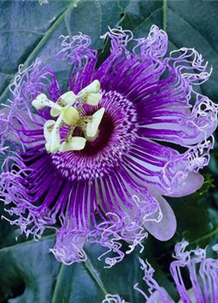 Egrow 50Pcs/Pack Passion Flower Seeds Garden Rare Passiflora Incarnata Fruit Plants Seeds