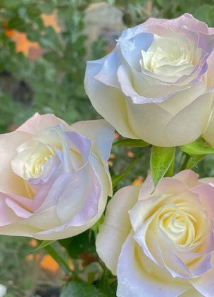 100 Pcs/Rare Bag Blue Pink Rose Seeds Scented  Plants  Flowers