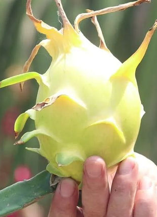 Multi-colored Dragon Fruit Seeds