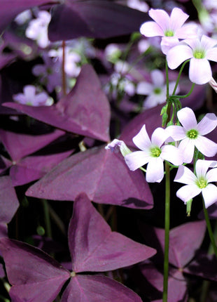 💜Purple Luck Oxalis Bulbs