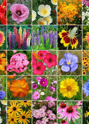 Midwest Wildflower Seed Mix