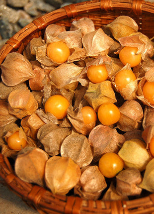 Physalis Peruviana Golden Berry Seeds Lantern Fruit Seeds
