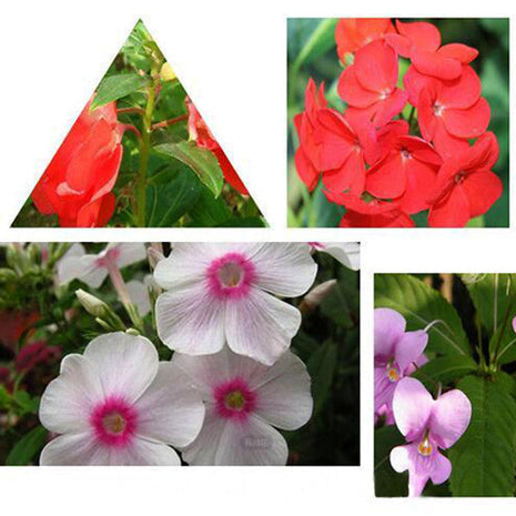 Red Impatiens Walleriana Flowers Seeds