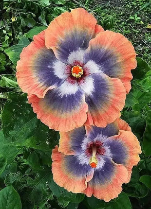 Mixed Giant Ombre Hibiscus Exotic Coral Flowers Seeds