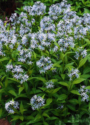 Licorice - A star representative of low-maintenance plants