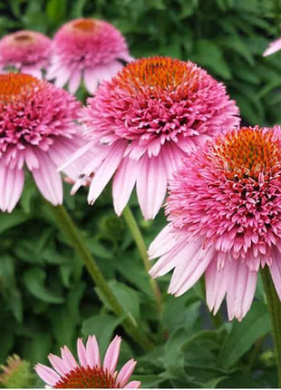 Echinacea Butterfly Kisses (Coneflower)