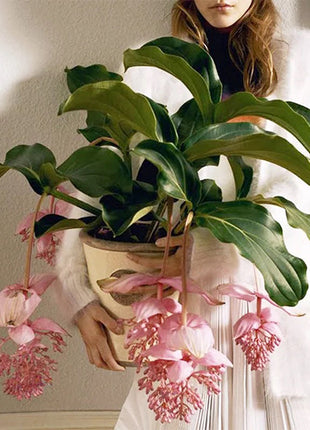 Medinilla Magnifica Flower Seeds