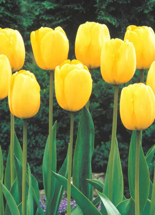 Bonsai Rare Color Tulip Seeds #15