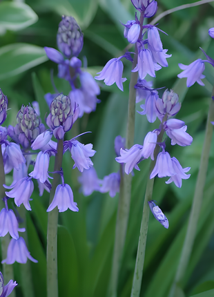 🧚‍♂️🔔Bluebells – The Fairies' Lucky Bells