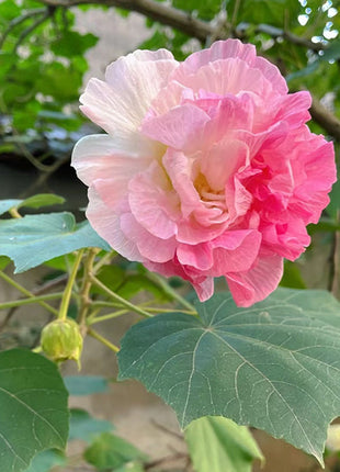 Color-changing Hibiscus Flower Seeds
