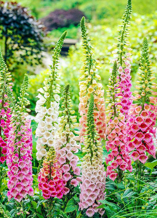 Foxglove Seeds Digitalis Purpurea Seeds