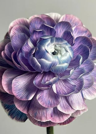 Midnight Blue Scottish Green Peony Seeds