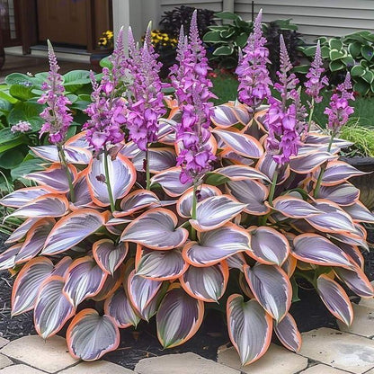 800+pcs Mixed Color Hosta Seeds – Shade-Loving Perennials with Stunning Foliage, Easy to Grow, Low Maintenance, Perfect for Pots & Garden Beds