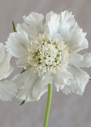 Scabiosa Comosa Seeds