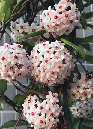 ⭐️Hoya Carnosa Flower Seeds 丨Star-shaped Flower Ball