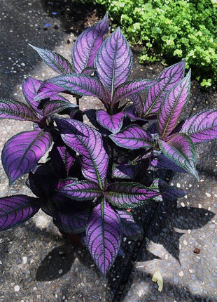 Persian Shield Hued Foliage Plant