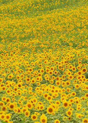 50 Seeds Mammoth Russian Sunflower Seeds