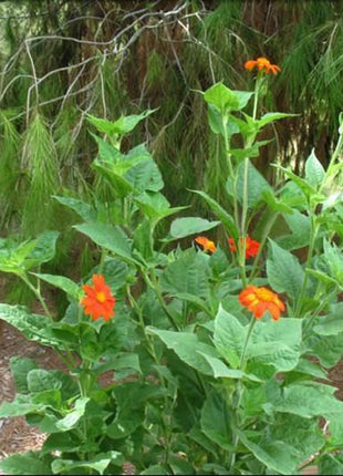 Orange Sunflower,Tithonia Speciosa Goldfinger flower Seeds