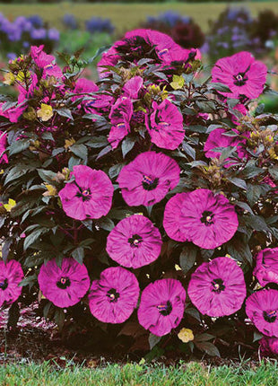 Sweet & Sultry Hibiscus Collection