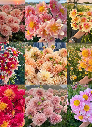 Mixture Dahlia Seeds