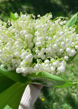 💐Lily of the Valley - Happiness Arrives