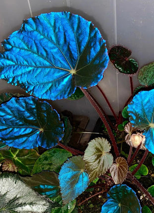 Peacock Begonia - blue begonia
