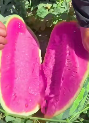 Pink Mist Watermelon Seeds🍉✨