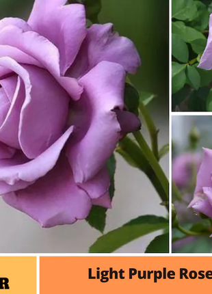 Lavender roses seeds