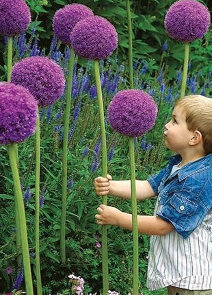 Giant Allium Giganteum Ornamental Onion Flower