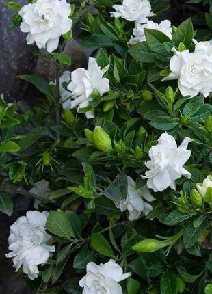 Cape Jasmine Seeds