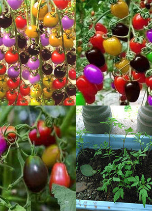 Colorful Cherry Tomatoes Seeds